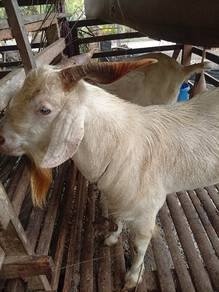 kambing jantan 