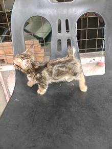 Marble munchkin kitten 