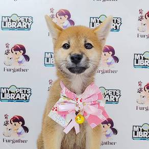 ShiBA INu