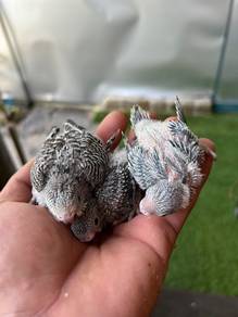 burung baji
