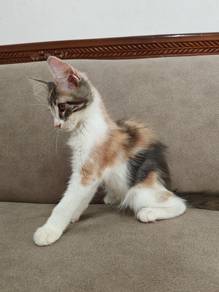 Mainecoon Kitten