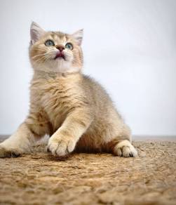 BSH Kittens Golden Purebred