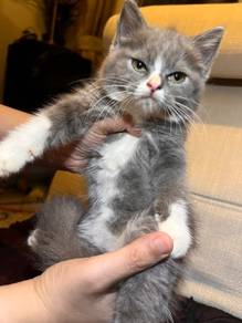 British Shorthair Kitten 