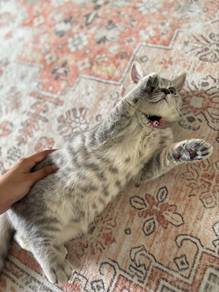 BSH mix Maine Coon