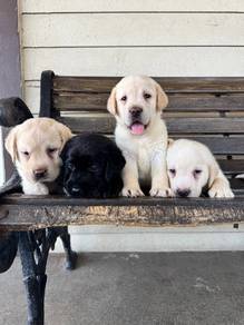 Labrador retriever 