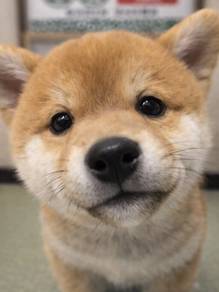 G7377 Wiggly Shiba Inu Fox Face Curly Tail Baby Do