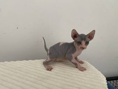 Sphynx kitten bicolour