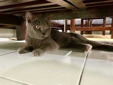 british short hair mix russian blue cat(female)