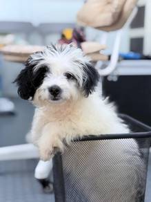 Shipo smallbreed shortleg