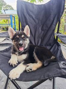 Belusky (Belgian Malinois + Husky) Puppies