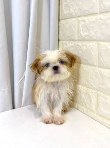 J0231 Shih Tzu Fluffy Long Hair Puppy
