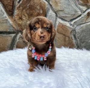 MINIATURE DACHSHUND Puppies 083 🐻 Adorable Puppy