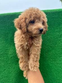 Toy Poodle