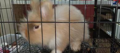 angora rabbits