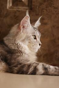 silver tabby Maine coon male