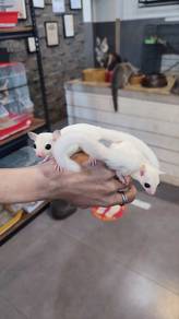 Leucistic Sugar Glider