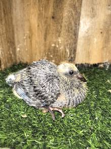 Burung Merpati Racing Homer Anak Suap