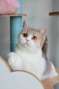 British shorthair calico female
