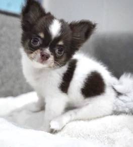 CHIHUAHUA PUPPIES CH324🌷 Head Apple Long Hair