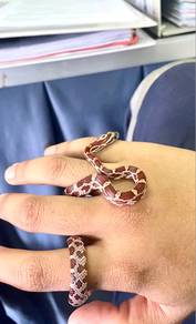 Betina Corn Snake / Ular Jagung