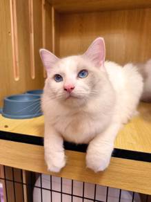 Ragdoll Male