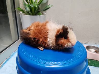 Guinea Pig