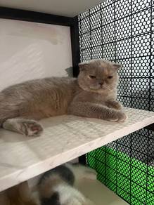 Scottish Fold