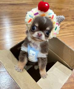 Chihuahua