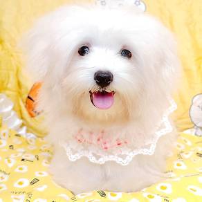Maltese