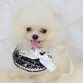 Pomeranian