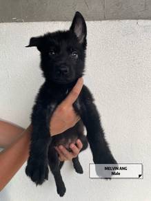 Black German Shepherd