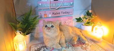 Kucing Munchkin Manja