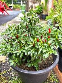 pokok lada budu