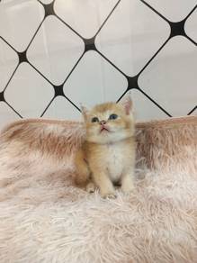 Golden British Shorthair Kitten
