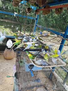 Budgie 