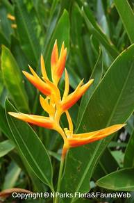 Heliconia Marginata 'Nickeriensis'