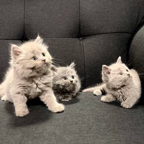 BSH Lilac Male Female