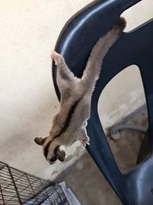 Sugar Glider 3 months old Male Grey