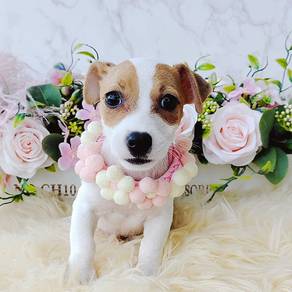Jack Russell
