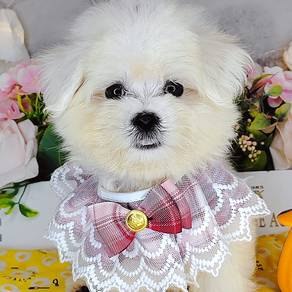 Maltese
