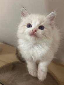 male ragdoll