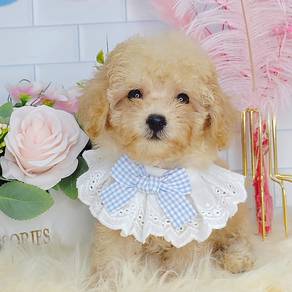 Poodle