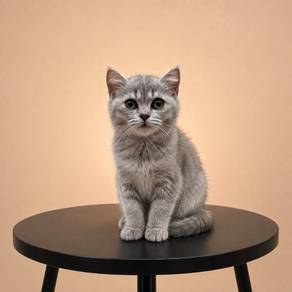 British Short Hair Grey