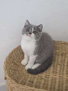 BSH Bicolor British Shorthair