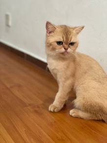 British Shorthair Golden NY11