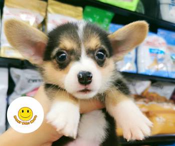 CC555q pretty little Corgi puppy