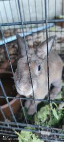 Mini Rex Rabbit