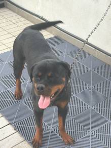 Champion blood line Rottweiler female