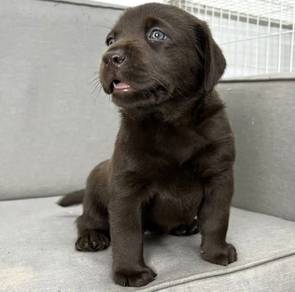 Labrador chocolate mka and chip