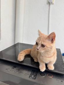 Bsh munchkin